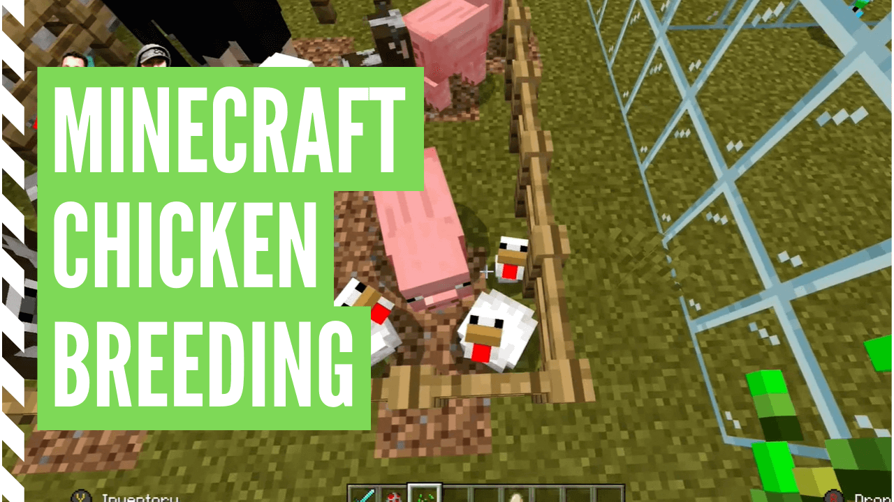 How To Breed Chickens In Minecraft