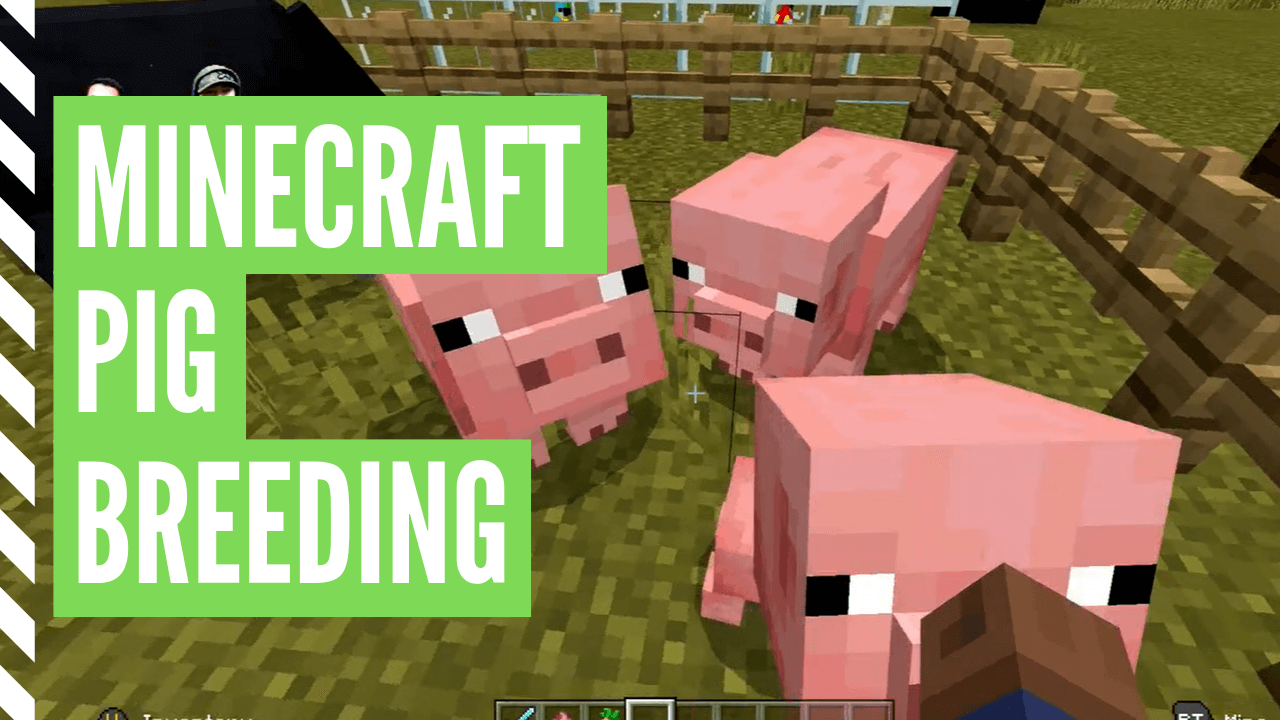 How To Breed Pigs In Minecraft Pig Breeding Tutorial