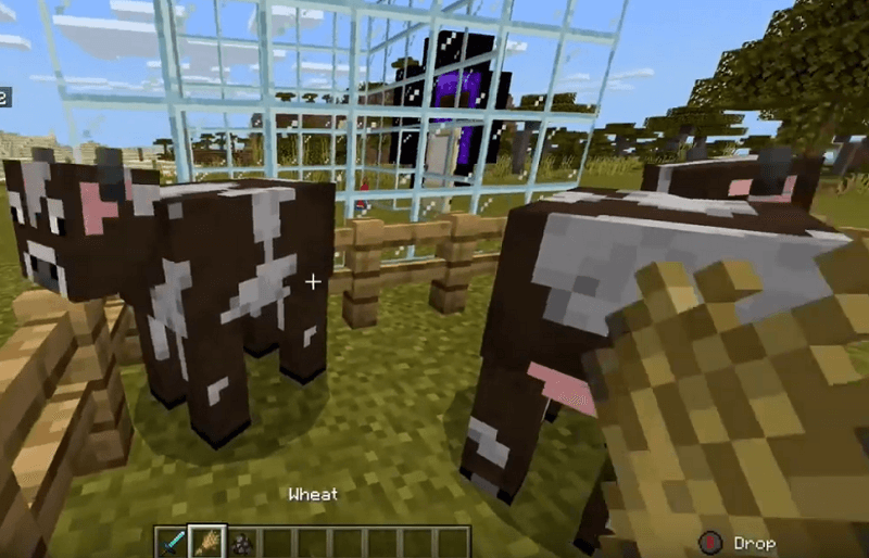 Find Two Cows To Breed