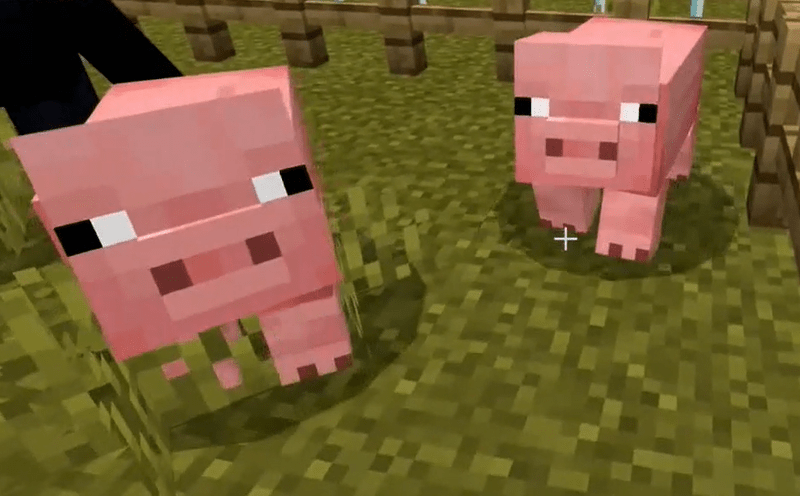 Find Two Pigs To Breed