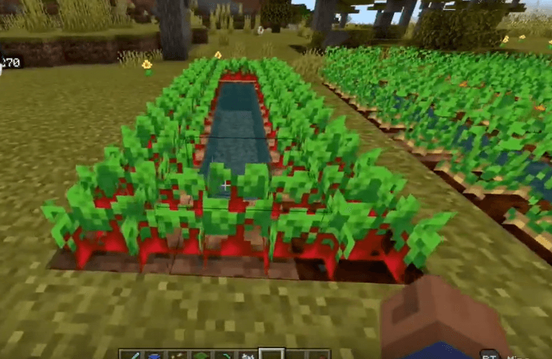 Minecraft Beetroot Farm